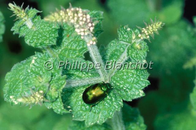 chrysolina herbacea.JPG - Chrysolina herbacea (Chrysomela menthastri)Chrysomèle de la mentheMint leaf beetleColeoptera, ChrysomelidaeFrance
